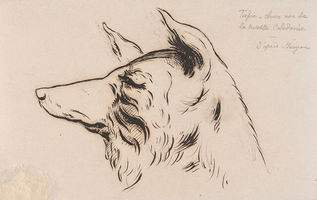 Head of a New Holland Dog