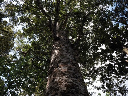 Ana Iti, research image 2025