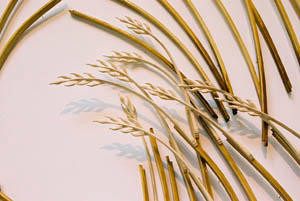 Composition with Grasses