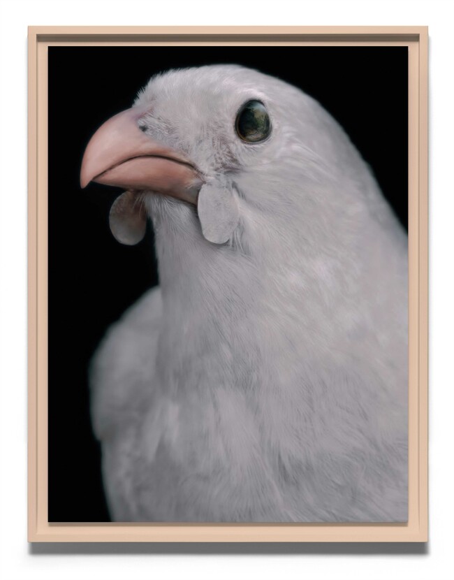 Fiona Pardington North Island kōkako, Callaeas wilsoni, albino, Remutaka Range, 30 June 1883; collection of the Museum of New Zealand Te Papa Tongarewa (OR. 000167), Te Whanganui-a-Tara Wellington, Aotearoa New Zealand 2025. Pigment inks on Ilford Galerie Smooth Cotton Rag. Courtesy of the artist