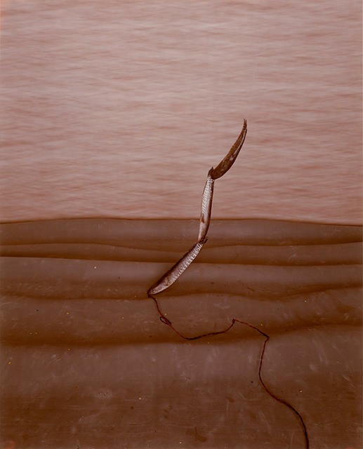 Pilchards