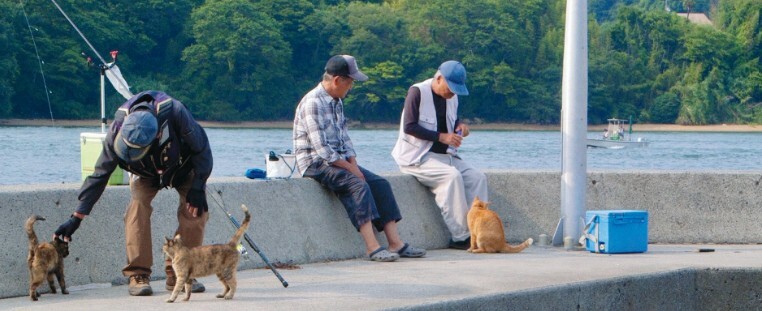 Canterbury Film Club: The Cats of Gokogu Shrine