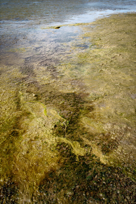 Anne Noble Rakahuri Ashley River Estuary, toxic algal bloom in a now degraded and depleted mahinga kai site 2023. Digital print, pigment on paper. Collection of Te Rūnanga o Ngāi Tahu