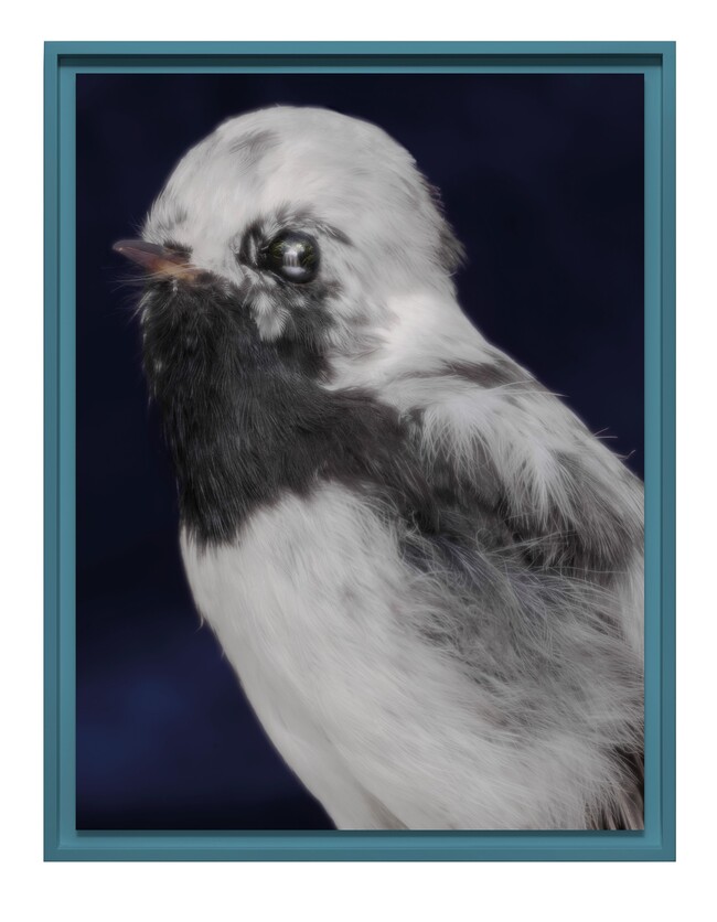 Fiona Pardington Kōmiromiro, Tomtit, Petroica macrocephala, leucistic, adult male, Whakatū Nelson; collection of Canterbury Museum (AV 2651), Ōtautahi Christchurch, Aotearoa New Zealand 2025. Pigment inks on Ilford Galerie Smooth Cotton Rag. Courtesy of the artist and Stark White