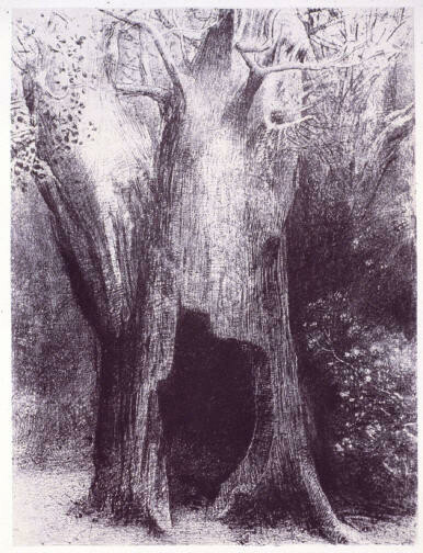 Je me suis enfoncé dans la solitude, j’habitais l’arbre derrière moi