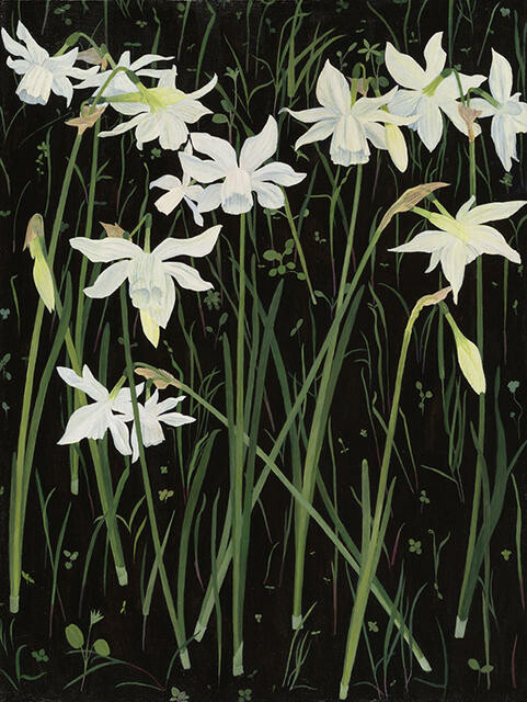 Daffodils