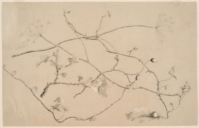 Vines And Leaves