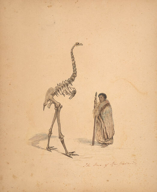 The Moa of New Zealand