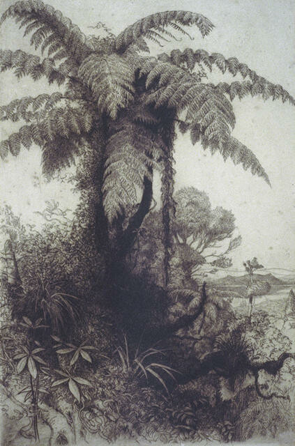 Tree Ferns