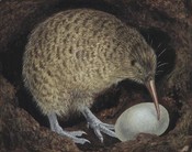 Kiwi Pukupuku / Little Spotted Kiwi