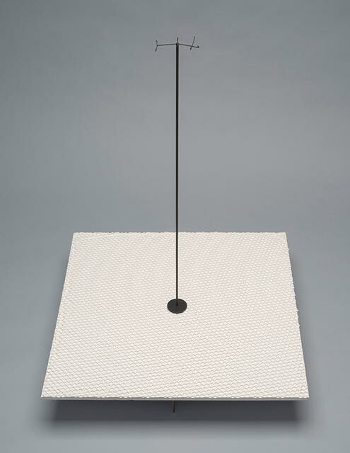 Love's Paleocene seabird, Australornis lovei