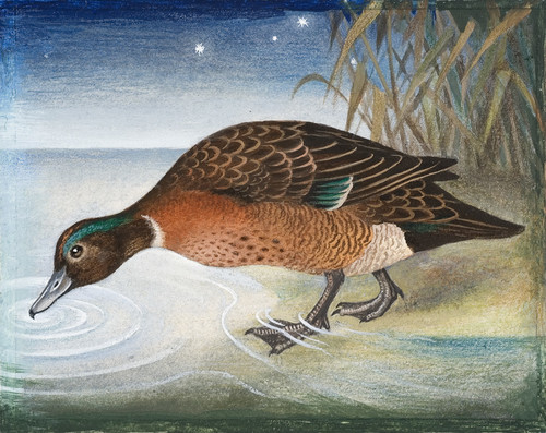 Eileen Mayo Brown Duck 1976. Gouache and coloured pencil on paper. Purchased, 2005. Reproduced courtesy of Dr Jillian Cassidy
