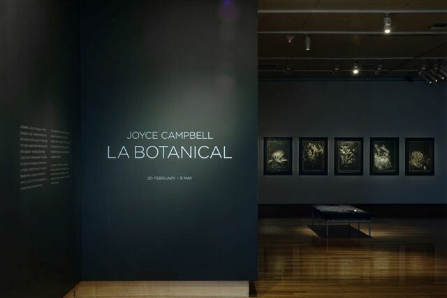 <p>Joyce Campbell: L. A Botanical and Last Light</p>