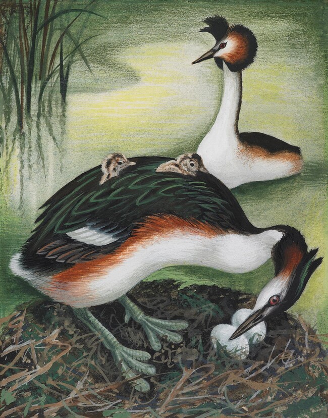 Eileen Mayo Pūteketeke / Southern Crested Grebe 1976. Gouache and coloured pencil on card. Collection of the Museum of New Zealand Te Papa Tongarewa, Te Whanganui-a-Tara Wellington