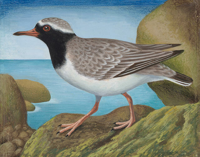 Tuturuatu / Shore Plover