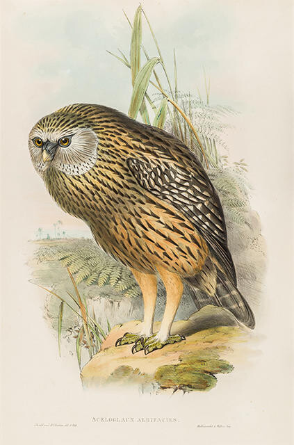Sceloglaux albifacies (Whekau, extinct Laughing Owl)