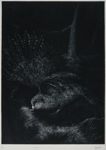 Avifauna IV