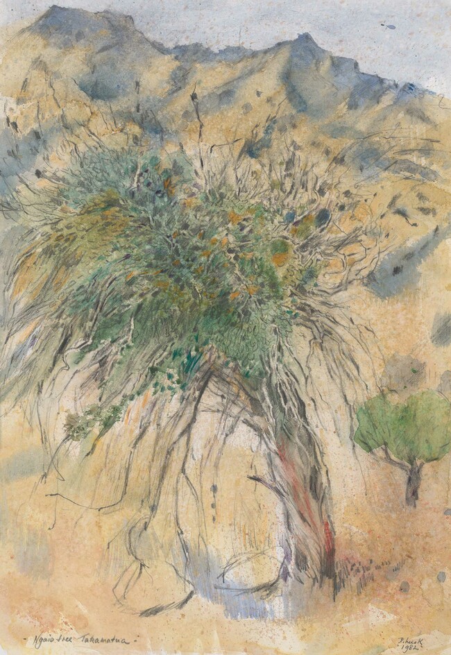 Doris Lusk Ngaio Tree Takamatua 1982. Watercolour and pencil. Collection of Christchurch Art Gallery Te Puna o Waiwhetū, William A. Sutton bequest, 2000. Reproduced courtesy of the Doris Lusk Foundation
