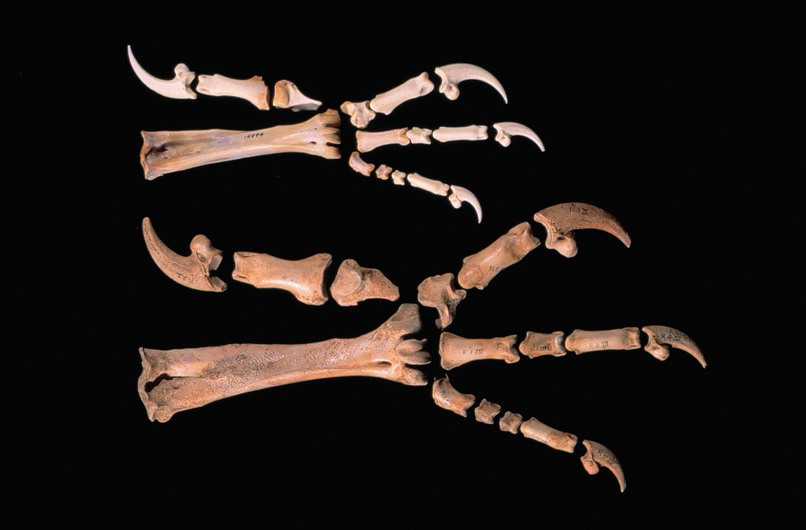 Haast’s eagle was the largest known. Here the skeleton of a female’s talons are compared with those of a golden eagle. (c) Rod Morris. Image courtesy of Te Papa Tongarewa Museum of New Zealand
