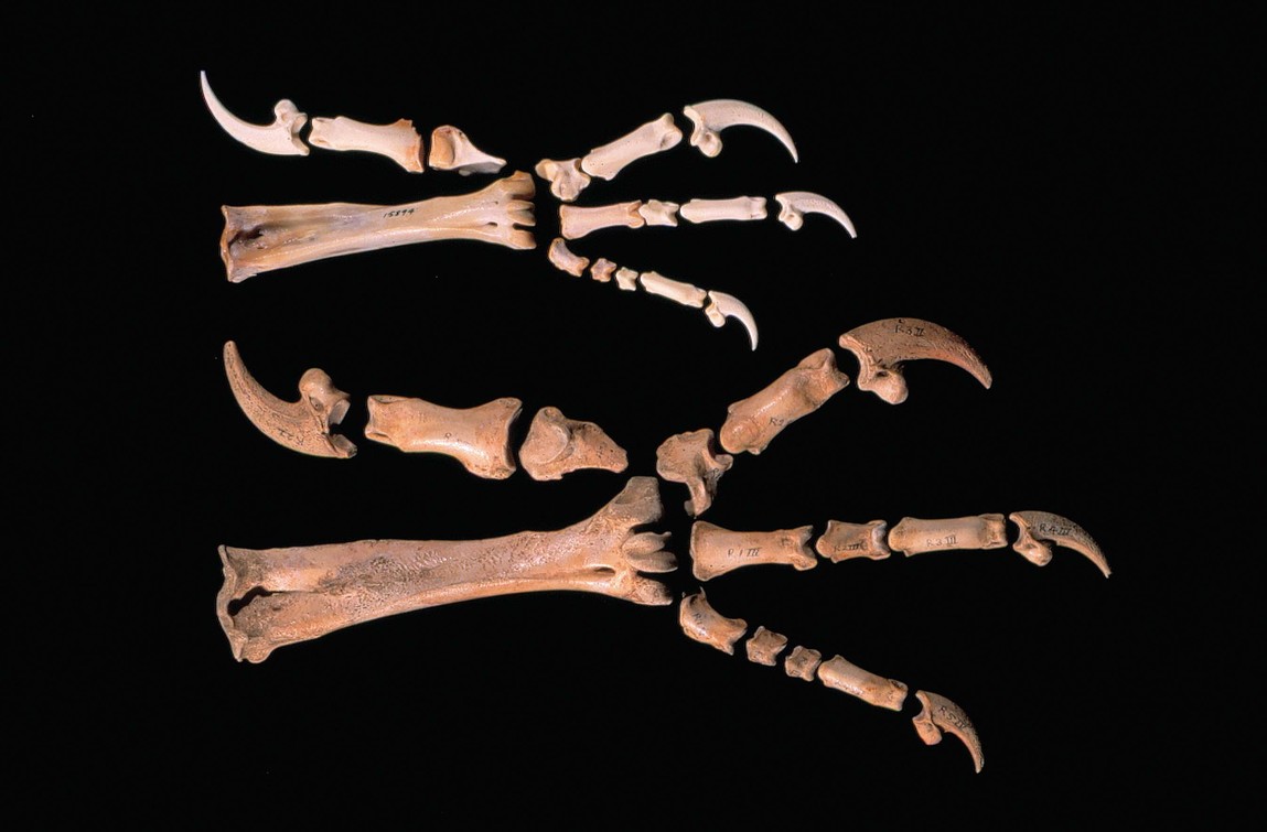 Haasts Eagle Skeleton