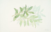 Laurus Nobilis, Rome, 11 Feb 1974