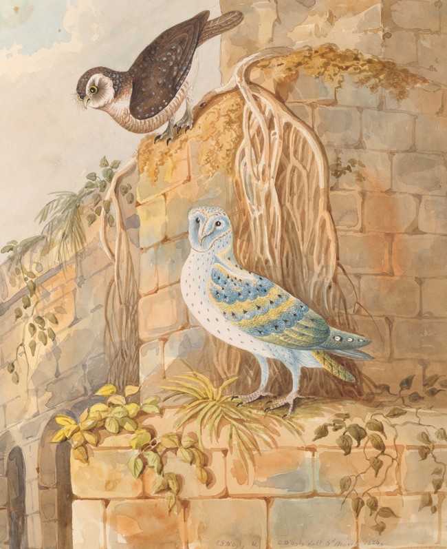 Elizabeth D’Oyly and Charles D’Oyly White or Barn Door Owl 1826. Watercolour on paper. Private collection           