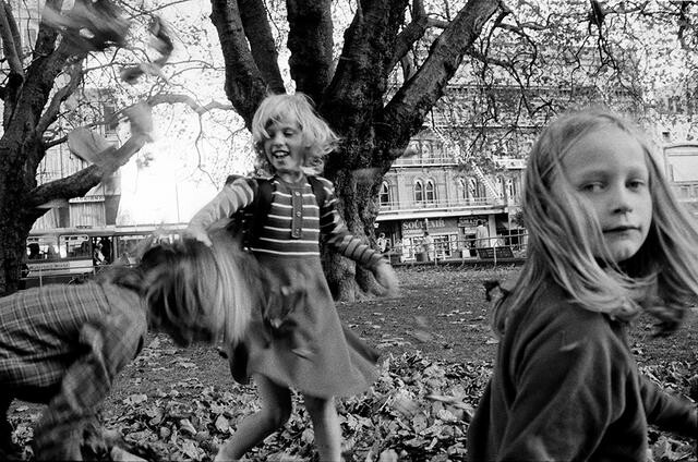 Cathedral plane trees, Christchurch