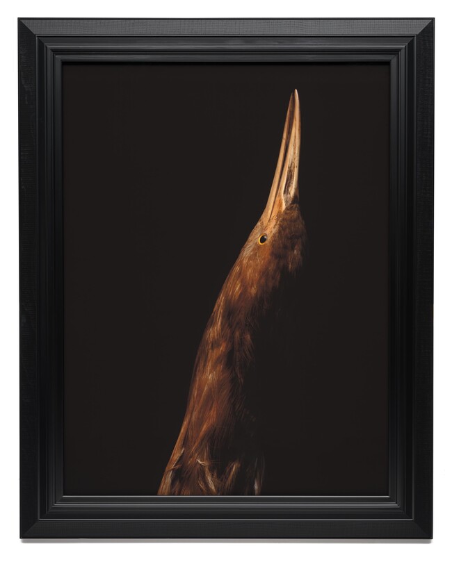 Fiona Pardington Bittern, South Canterbury Museum 2024. Inkjet print on Hahnemühle paper. Collection of Christchurch Art Gallery Te Puna o Waiwhetū, purchased 2024. Courtesy of the artist and Stark White