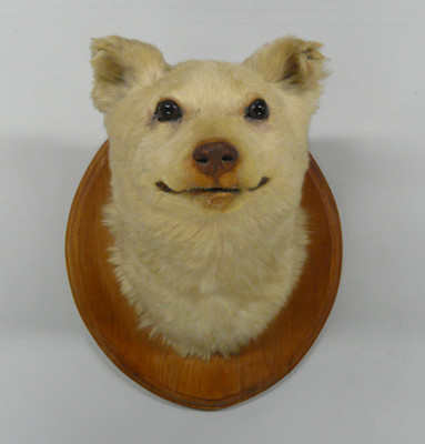 LM002857. Mounted dog head, claimed to be a kuri (Maori dog). Photo Alan Tennyson, Museum of New Zealand, Te Papa Tongarewa