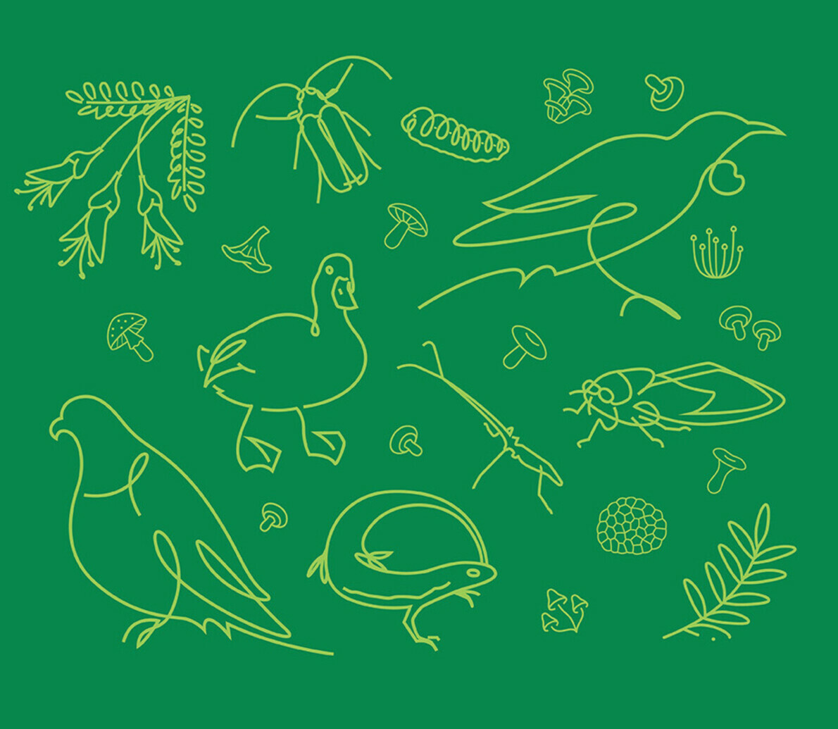 Takahē to Tāone Hīkoi