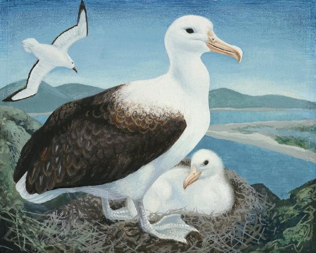 Toroa / Northern Royal Albatross