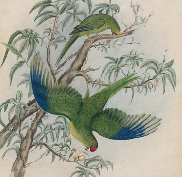 Charles Heaphy Kakariki, from Ship Cove and Teawaiti, August 1839 (detail) 1839. Watercolour. Collection of the Alexander Turnbull Library, Te Whanganui-a-Tara Wellington