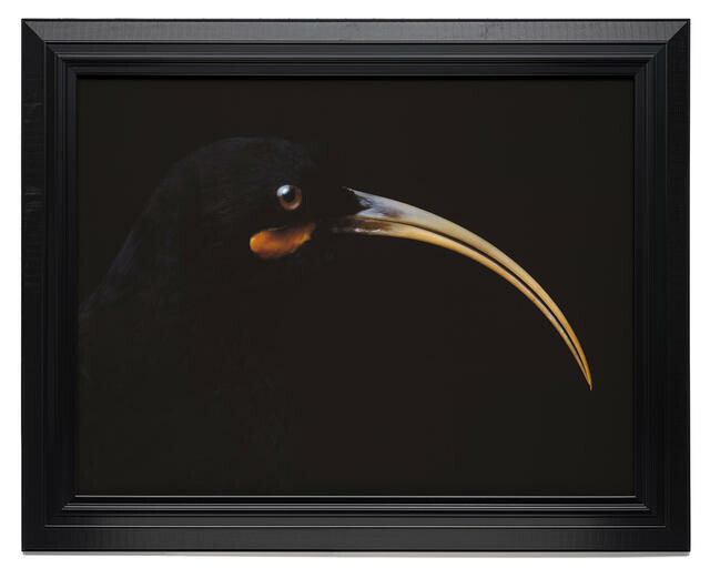 Portrait of a Female Huia, South Canterbury Museum