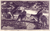 Cows Drinking