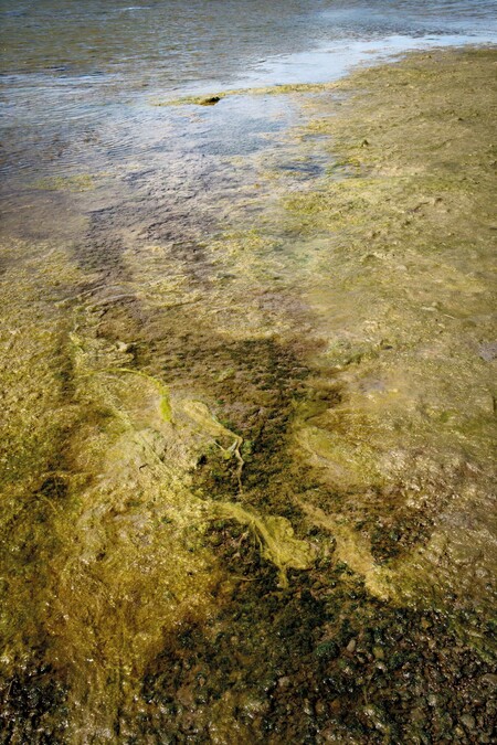 Anne Noble Rakahuri Ashley River Estuary, toxic algal bloom in a now degraded and depleted mahinga kai site 2023. Digital print, pigment on paper. Collection of Te Rūnanga o Ngāi Tahu