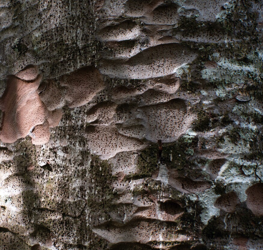 Ana Iti, research image 2025