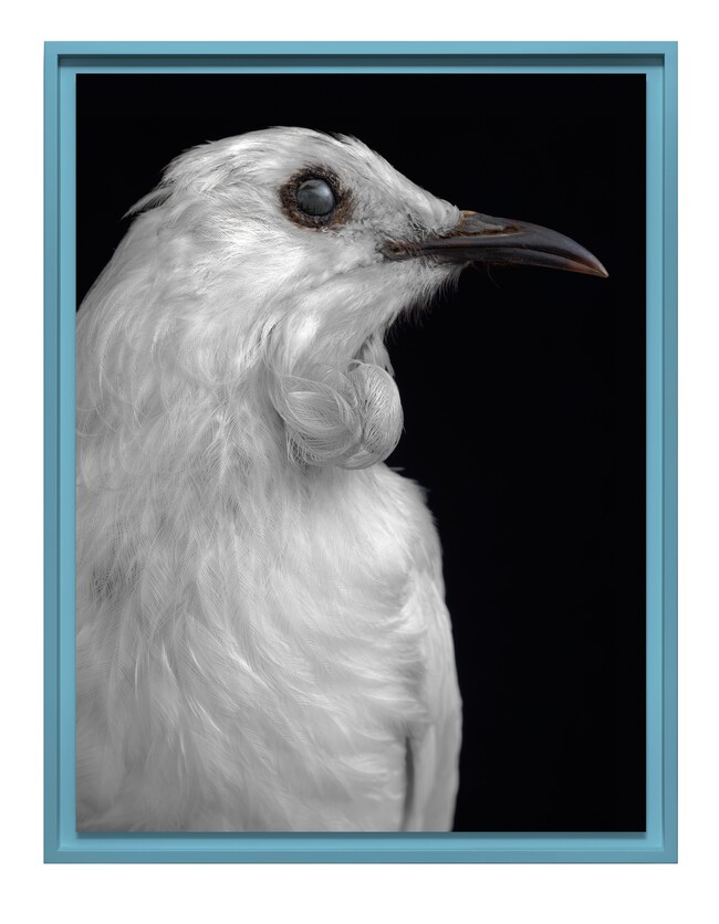 Fiona Pardington Tūī, Prosthemadera novaeseelandiae, aberrant white specimen; collection of the Museum of New Zealand Te Papa Tongarewa (OR. 026541), Te Whanganui-a-Tara Wellington, Aotearoa New Zealand 2025. Pigment inks on Ilford Galerie Smooth Cotton Rag. Courtesy of the artist and Stark White