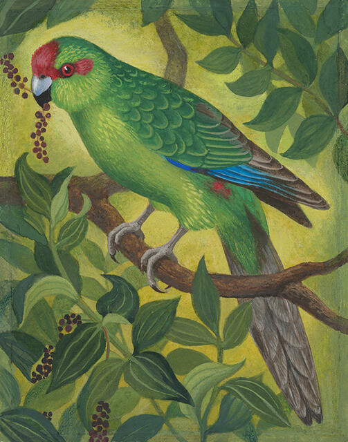 Kākāriki / Red-crowned Parakeet