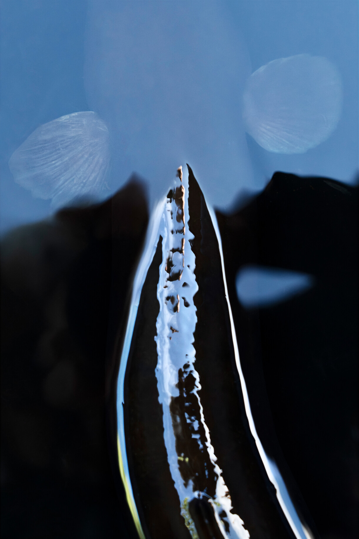 Punakauariki #3 by Anne Noble