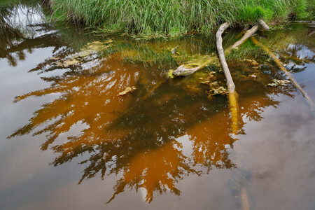 Anne Noble Wai Wherowhero Stream, Moeraki 2023. Digital print, pigment on paper. Collection of Te Rūnanga o Ngāi Tahu