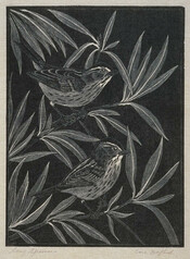 Song Sparrows