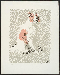 Collie Dog
