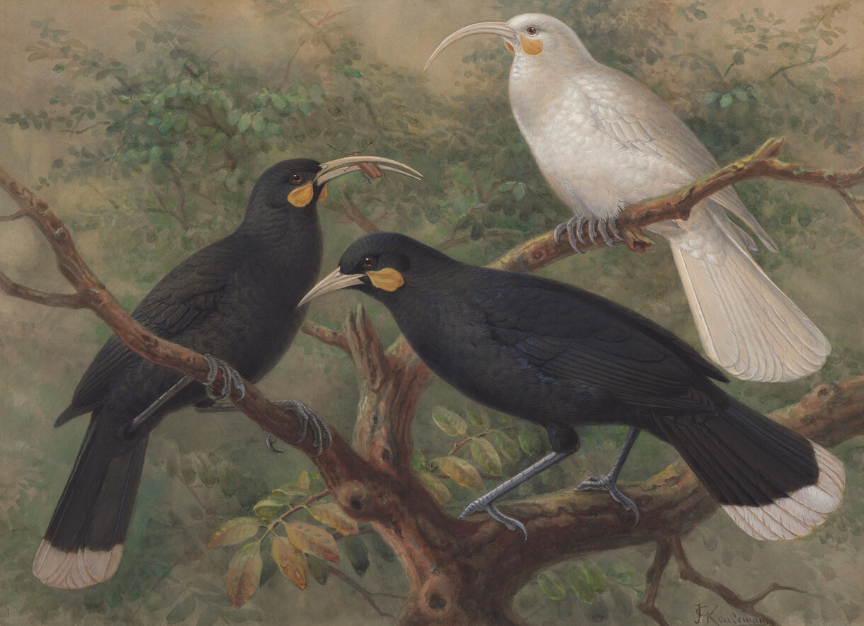 Bird Land Te Kāhui Manu: De-extinction of the Huia