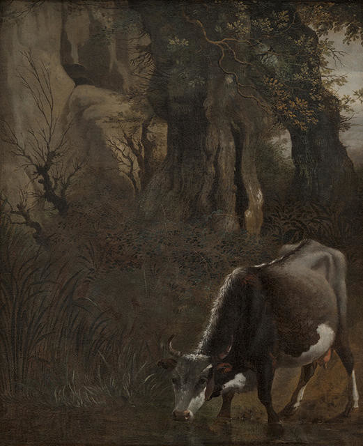 A Cow Drinking