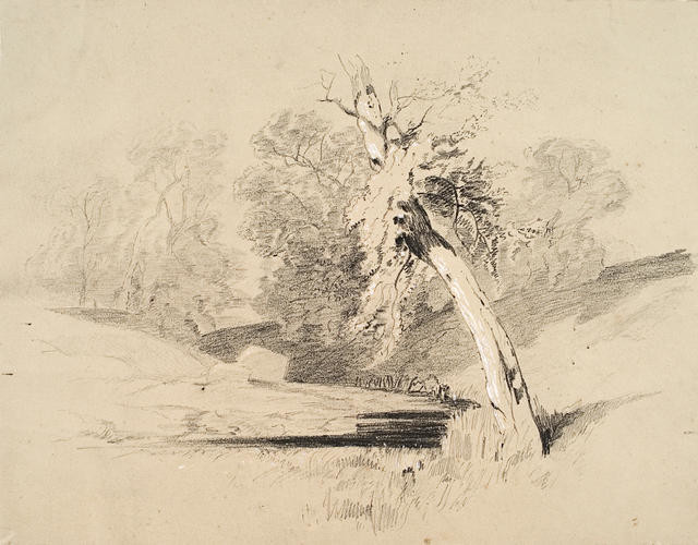 Trees In A Landscape
