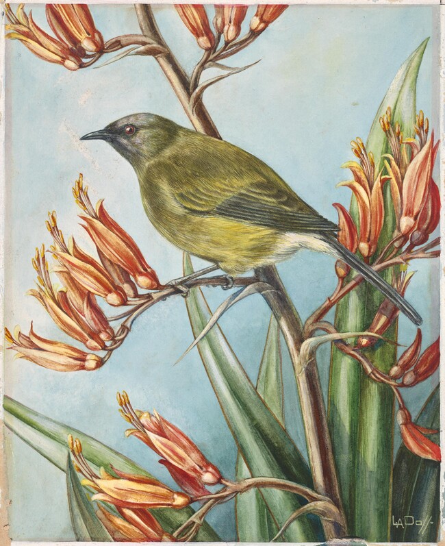 Lily Daff Phormium tenax with Bellbird c. 1933. Watercolour on paper. Hocken Collections Uare Taoka o Hākena, University of Otago Ōtākou Whakaihu Waka, A849, bequeathed by H. S. Tily, Ōtepoti Dunedin, 1971  