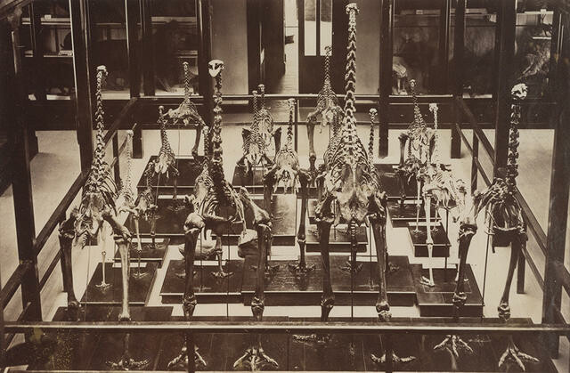 Moa skeletons, Canterbury Museum