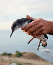 Follow Your Nose: Conor Clarke and the Hutton's Shearwater Trust