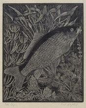 The Carp
