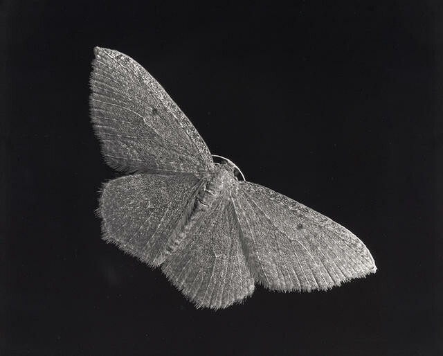 Moth on  window pane